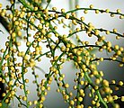 Bergpalme - Bl&uuml;tenstand