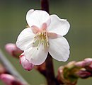 Zierkirschenbl&uuml;te