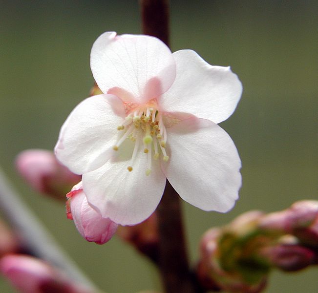 Zierkirschenbl&uuml;te