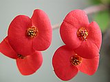 Bl&uuml;te eines Christusdorns (Euphorbia milii)