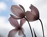 Clematisbl&uuml;ten