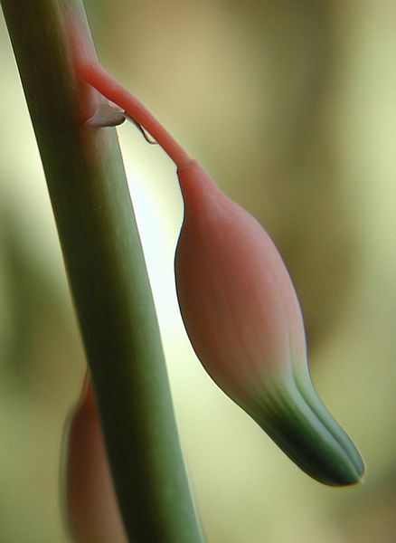 Gasteriabl&uuml;te