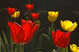 Bl&uuml;ten