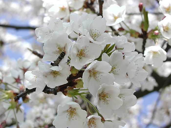 Zierkirschenbl&uuml;ten