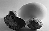 Eier und N&uuml;sse